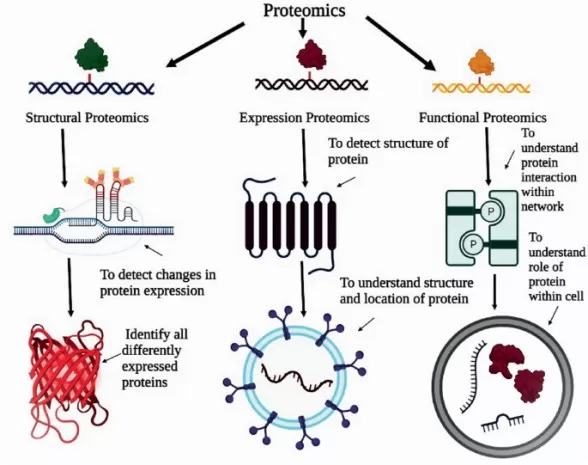 The proteomics techniques classification.